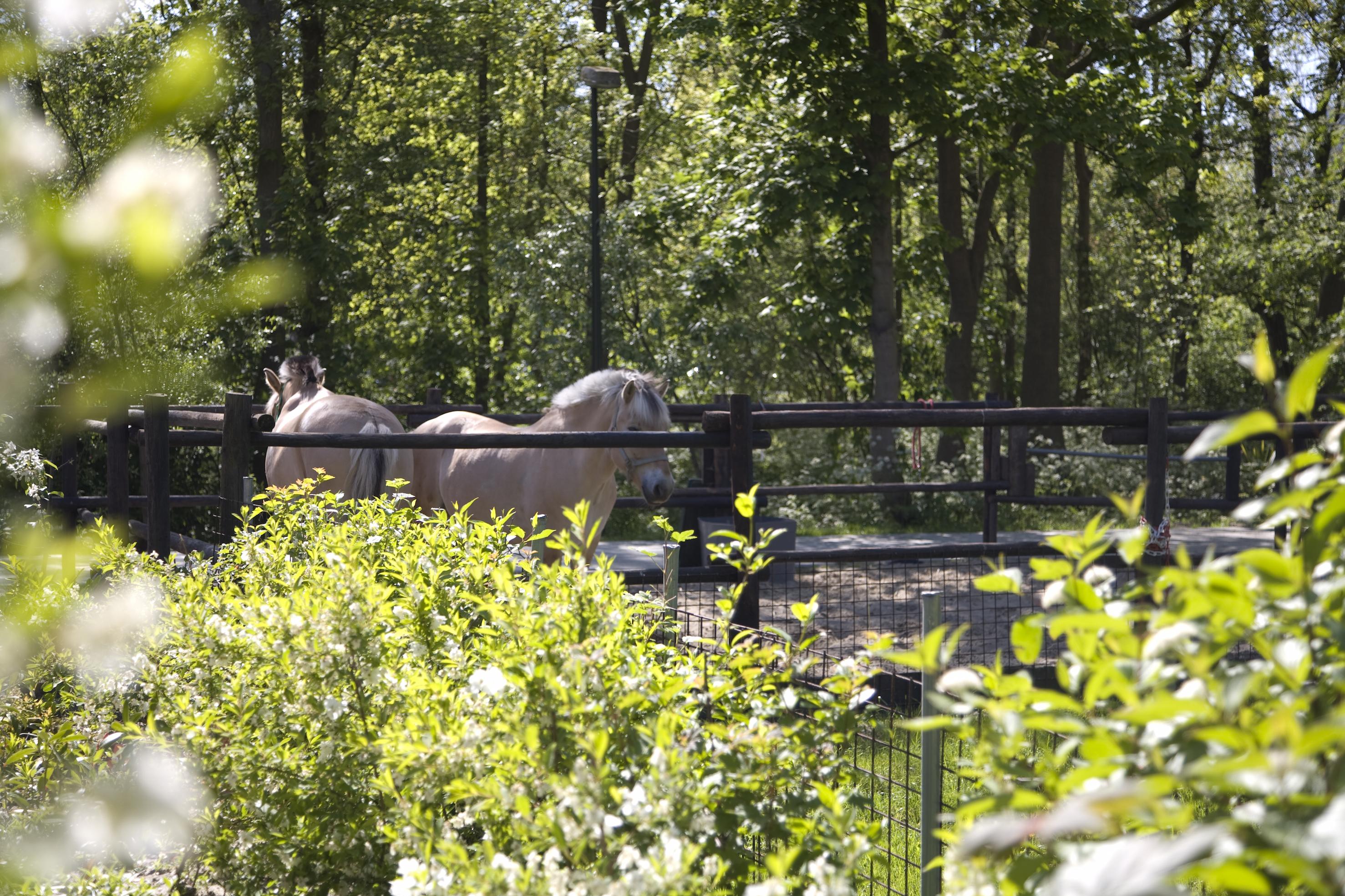Een manege in het groene Zuiderpark te Den Haag